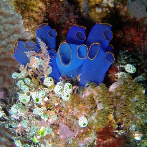 Tunicates