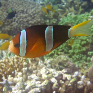 Anemonefish