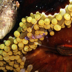 Anemone Shrimp