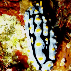 Nudibranch