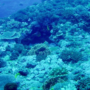 Coral Reef Scene