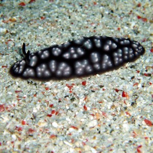 Nudibranch