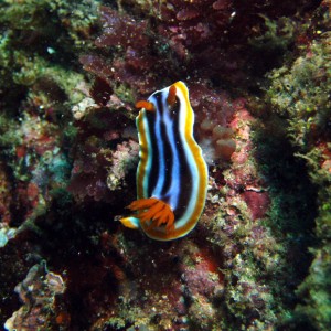 Nudibranch