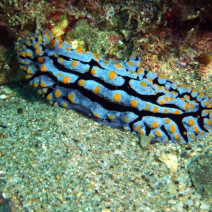 Nudibranch