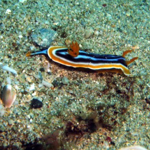 nudibranch