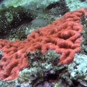 Coral