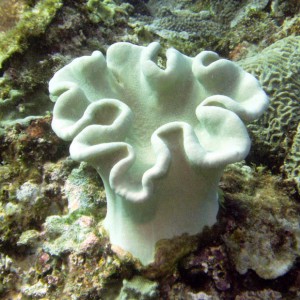 Coral