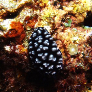 Nudibranch