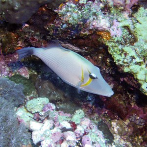 Scythe Triggerfish