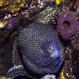 Blackspotted Moray and Shrimp