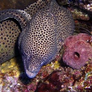 Blackspotted Moray and Shrimp