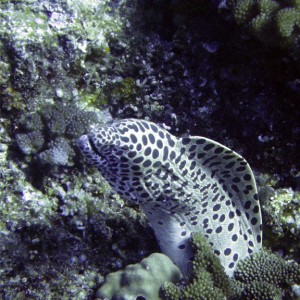 Blackspotted Moray