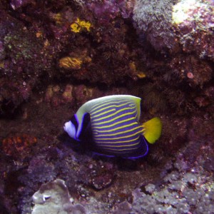 Emperor Angelfish