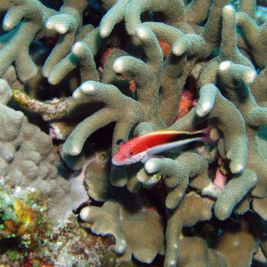 Freckled Hawkfish