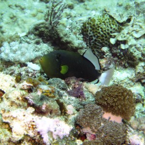 Pinktail Triggerfish