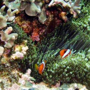 Tomato Anemonefish