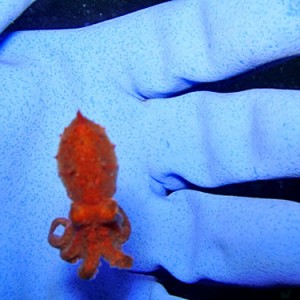 Octopus-in-hand