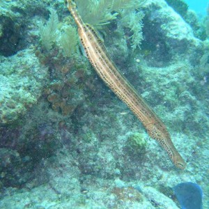 Trumpet fish - Mollasses Reef Key Largo Florida