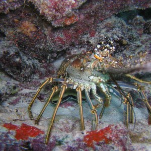 Lobster - Mollasses Reef Key Largo Florida