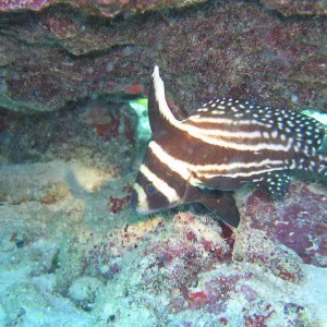 Jack Knife Fish - Mollasses Reef Key Largo Florida