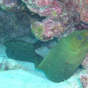 Green Moray Eel - Mollasses Reef Key Largo Florida