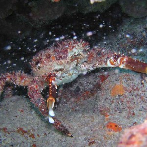 Stone Crab - Mollasses Reef Key Largo Florida