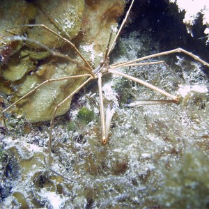 Cozumel