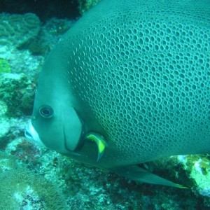 Grey angelfish