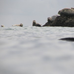 Harbor seals watching