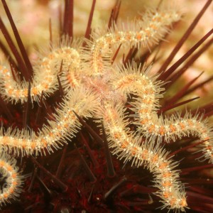 Brittle star and friend