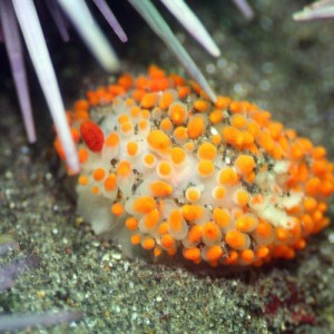 Cockerells Dorid