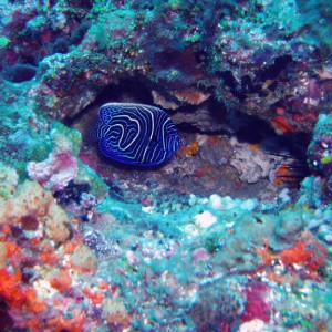 Juvenile Emperor Angelfish