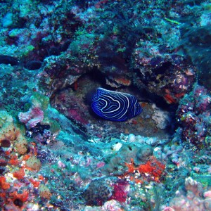 Juvenile Emperor Angelfish