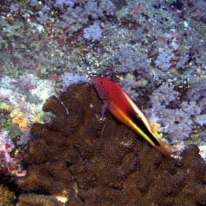 Freckled Hawkfish