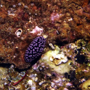 Nudibranch