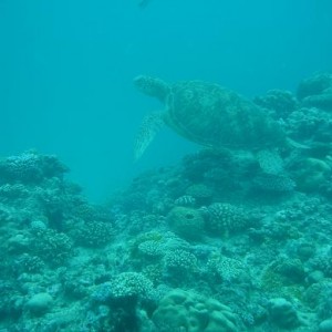 Turtle at Fairfax Island