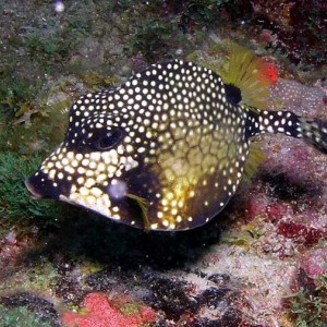 smtrunkfish1