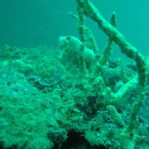 White Sea Horse