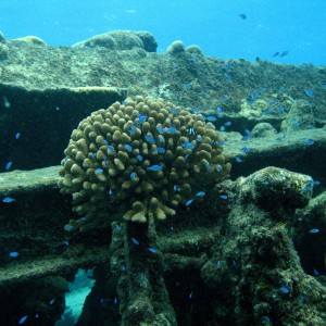 Blue-Green Chromis