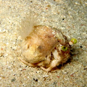 Hermit Crab with Anemone on shell