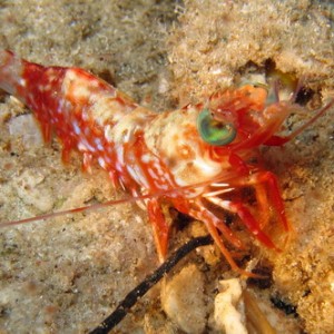 Shrimp Eye to Eye