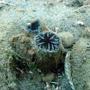 gaper clam