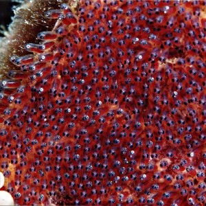 Dusky anemone fish eggs