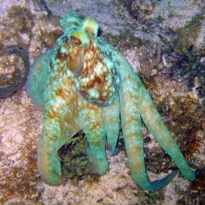 Octo on the night dive