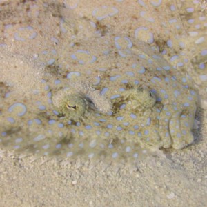 Peacock Flounder