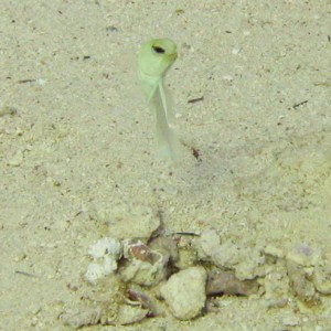 Yellow headed jawfish