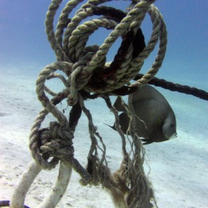 Grey angel and old mooring