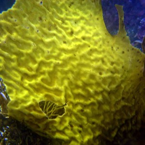 Keyhole kelp