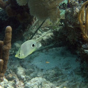 Foureye Butterflyfish - Juvinile