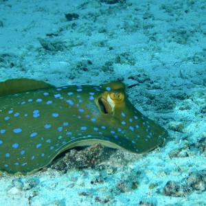 blue_spotted_lagoon_ray3